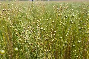 green flax ready for harvesting photo