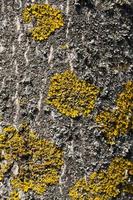 old dry lichen yellow on the surface photo