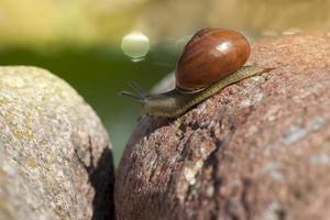 grape snail crawling on its territory photo