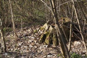 trees and stumps in the spring season photo