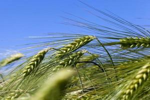 rye field with green unripe rye spikelets photo