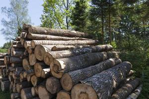 pine trunks during the preparation of wood photo