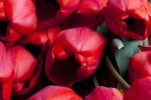 a bouquet of red tulips in the spring season photo