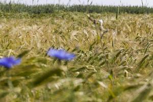 acianos azules que crecen en verano foto