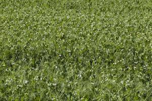field where green peas grow photo