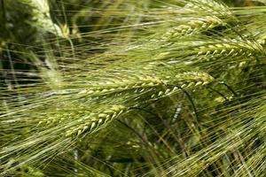 agricultural activity for growing wheat photo