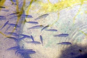 pequeños peces nadando en agua sucia fangosa en el lago foto