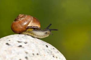 grape snail crawling on its territory photo