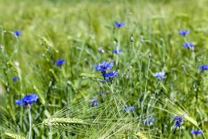 blue cornflowers in the summer photo