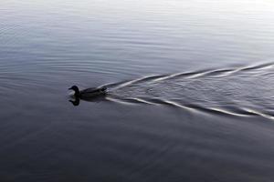 wild ducks floating on the lake photo