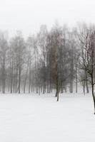 clima invernal en el parque o bosque foto