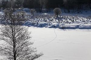 frozen water in the river during frosts photo