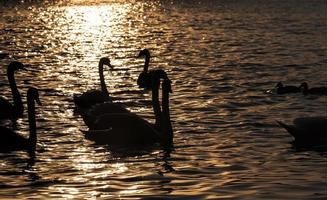 nadando al amanecer del sol grupo cisnes foto