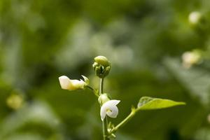 a bean blooming during growth photo