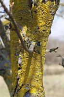 old dry lichen yellow on the surface photo