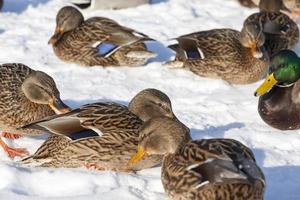 a large flock of ducks that stayed for the winter in Europe photo