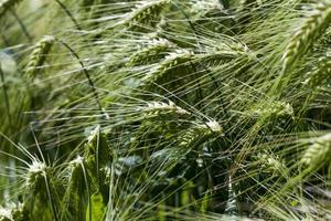 rye field with green unripe rye spikelets photo