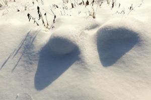 la nieve cubre la hierba y las plantas secas foto