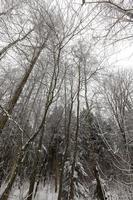 trees and winter cold weather after the snowfall photo