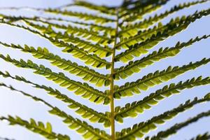 green fern leaves in sunlight photo