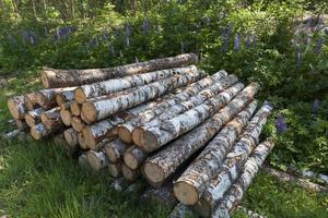 harvesting of birch tree trunks in the forest photo