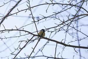 wild chickadee in the winter photo
