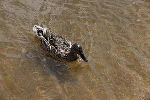 wild duck swimming on the water photo