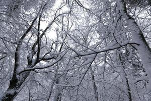 a large number of bare deciduous trees in the winter season photo