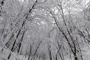different types of bare deciduous trees without foliage photo