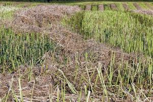 cultivos en tierras agrícolas, agricultura con fines de lucro foto