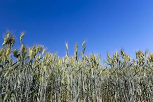 rye crop against the sky photo