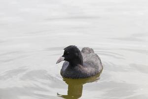 natural environment for wild bird life, close up photo