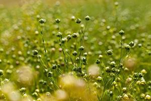 campo agrícola con plantas de lino foto