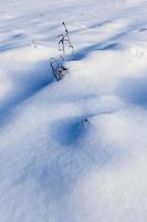 hierba en grandes montones después de nevadas y ventiscas, el invierno foto