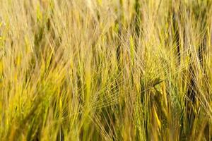 an agricultural field sown with unripe wheat cereals photo