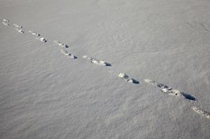 footprints on snowdrifts after walking photo