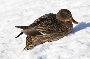 ducks live in the city near the river, in winter they are fed by people photo