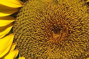 sunflowers during flowering in sunny weather photo