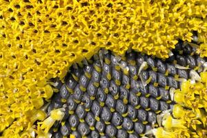 sunflowers blooming in the summer photo