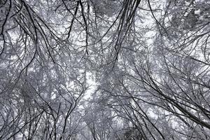 snow covered trees in winter photo