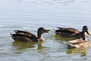 wild waterfowl ducks near their habitat photo