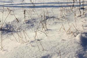 snowfall in winter and white fluffy cold snow and grass photo