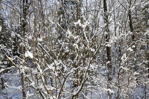 cold winter weather in the park or forest photo