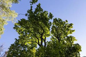 foliage of the trees is illuminated by bright sunlight photo