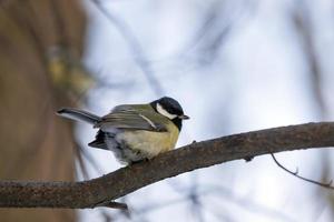 wild chickadee in the winter photo