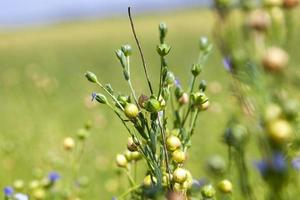 an agricultural field where flax is grown photo