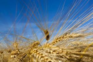 golden rye in an agricultural field in the summer photo