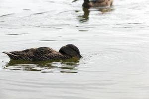 patos de aves acuáticas salvajes en la naturaleza, patos en su hábitat natural foto