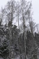 snow covers the ground and trees, plant in winter photo