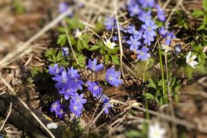 the first flowers growing in forests photo